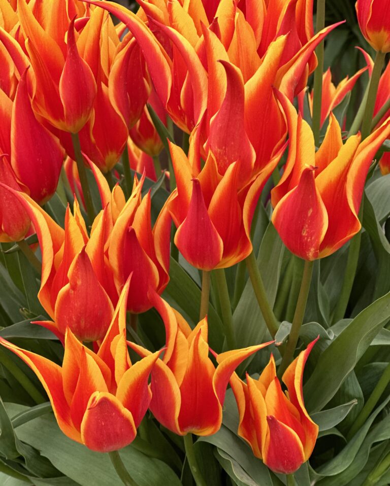 RHS Chelsea Flower Show Stunning tulips steal the show in the Great