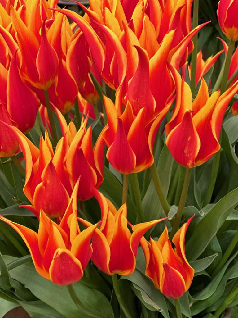 Tulips pictured at the RHS Chelsea Flower Show 2023