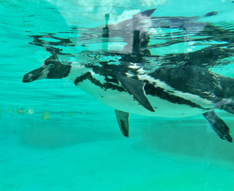 Penguins at London Zoo