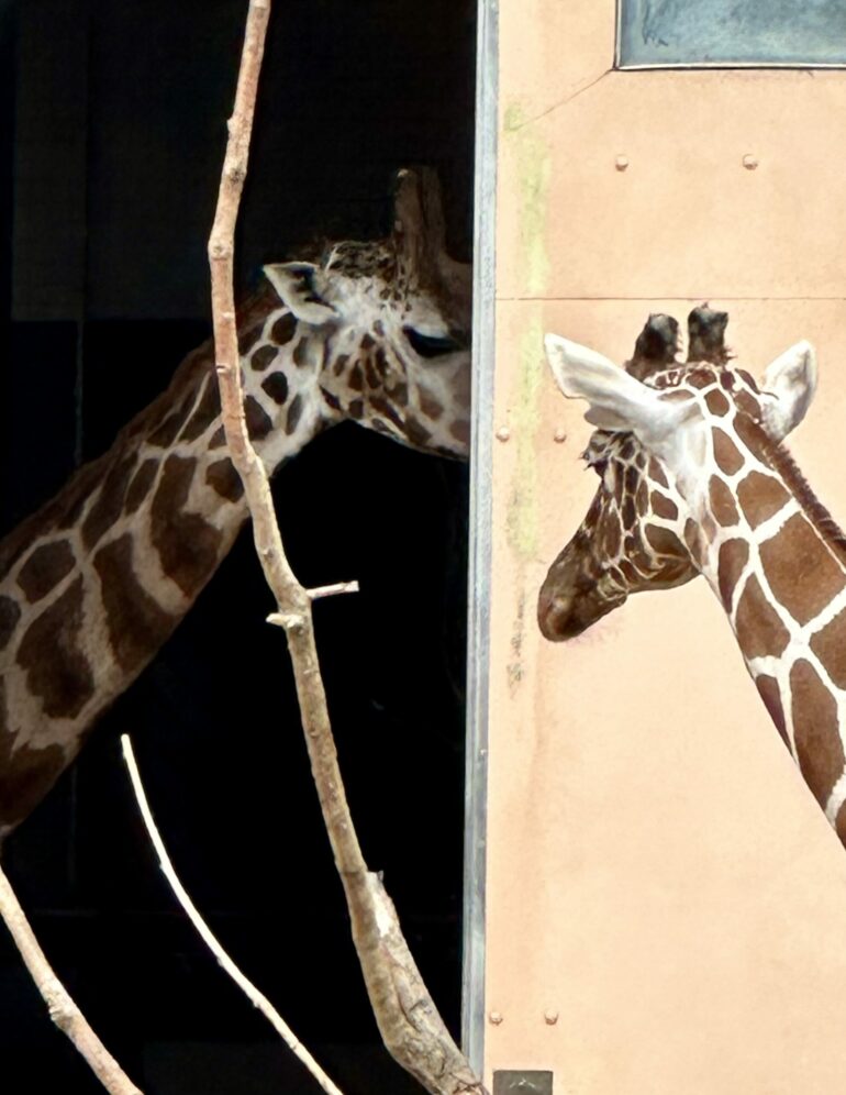 Giraffes at London Zoo