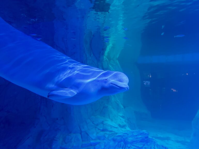 What to do in Valencia when it rains, visit the aquarium 