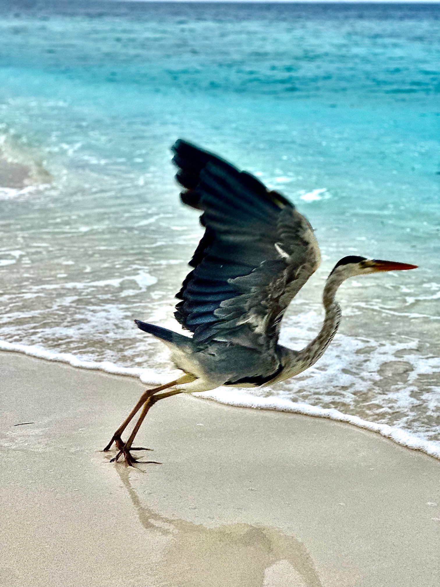 The bird at Dhawa Ihuru