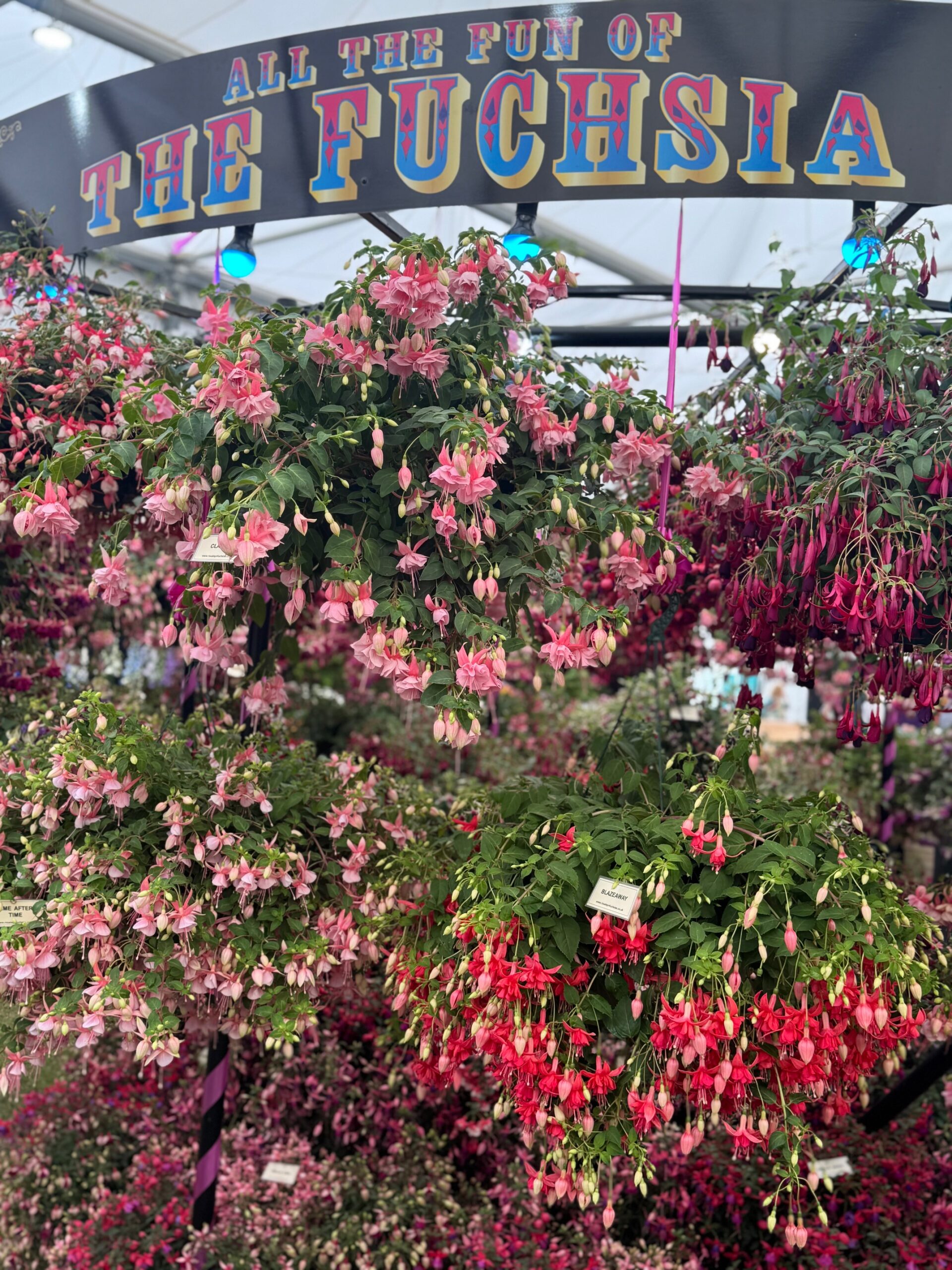 Great Pavilion Chelsea Flower Show