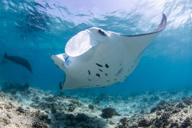 InterContinental Maldives Maamunagau Resort