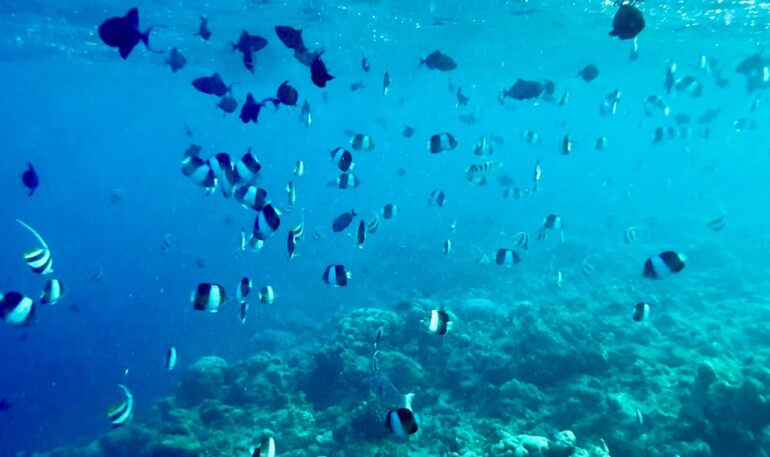 Oblu Helengeli Maldives fish in the sea