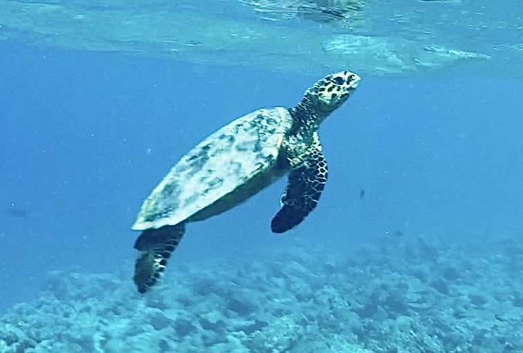 Oblu Helengeli Maldives turtle 
