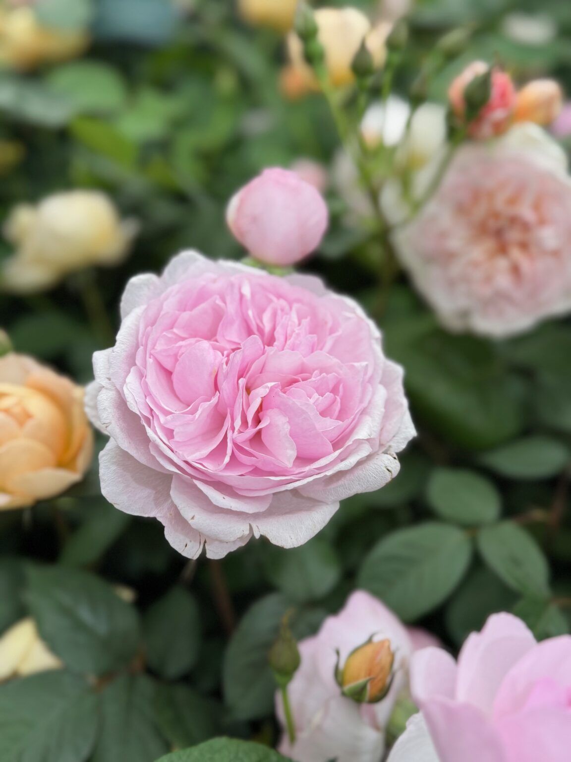 Our Guide to the RHS Chelsea Flower Show 2026 - The Sloaney