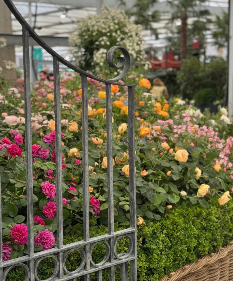 David Austin at the RHS Chelsea Flower Show 2026