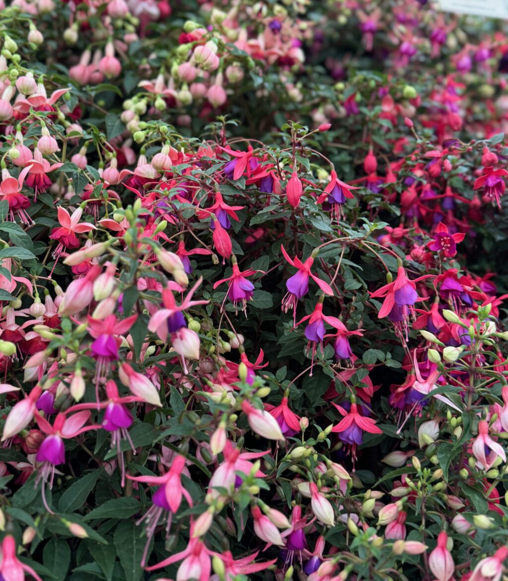 Our Guide to the RHS Chelsea Flower Show 2026 - The Sloaney