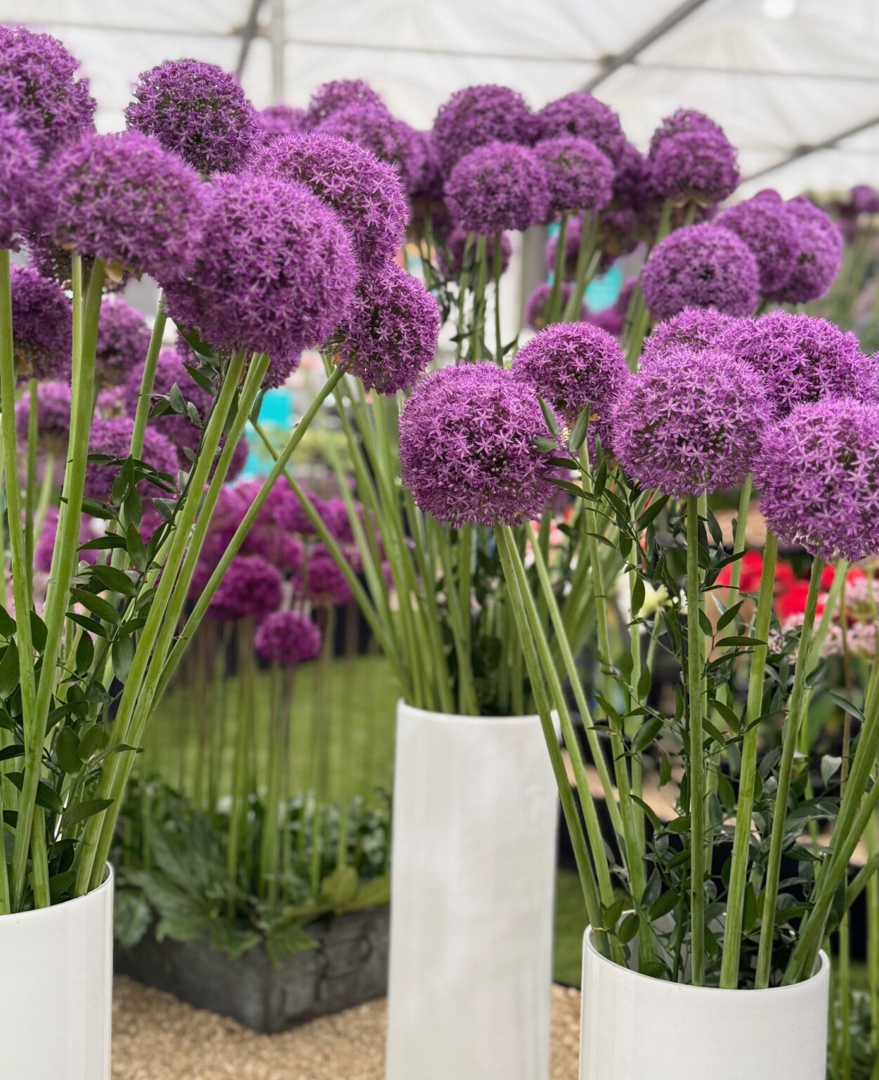 Our Guide to the RHS Chelsea Flower Show 2026 - The Sloaney